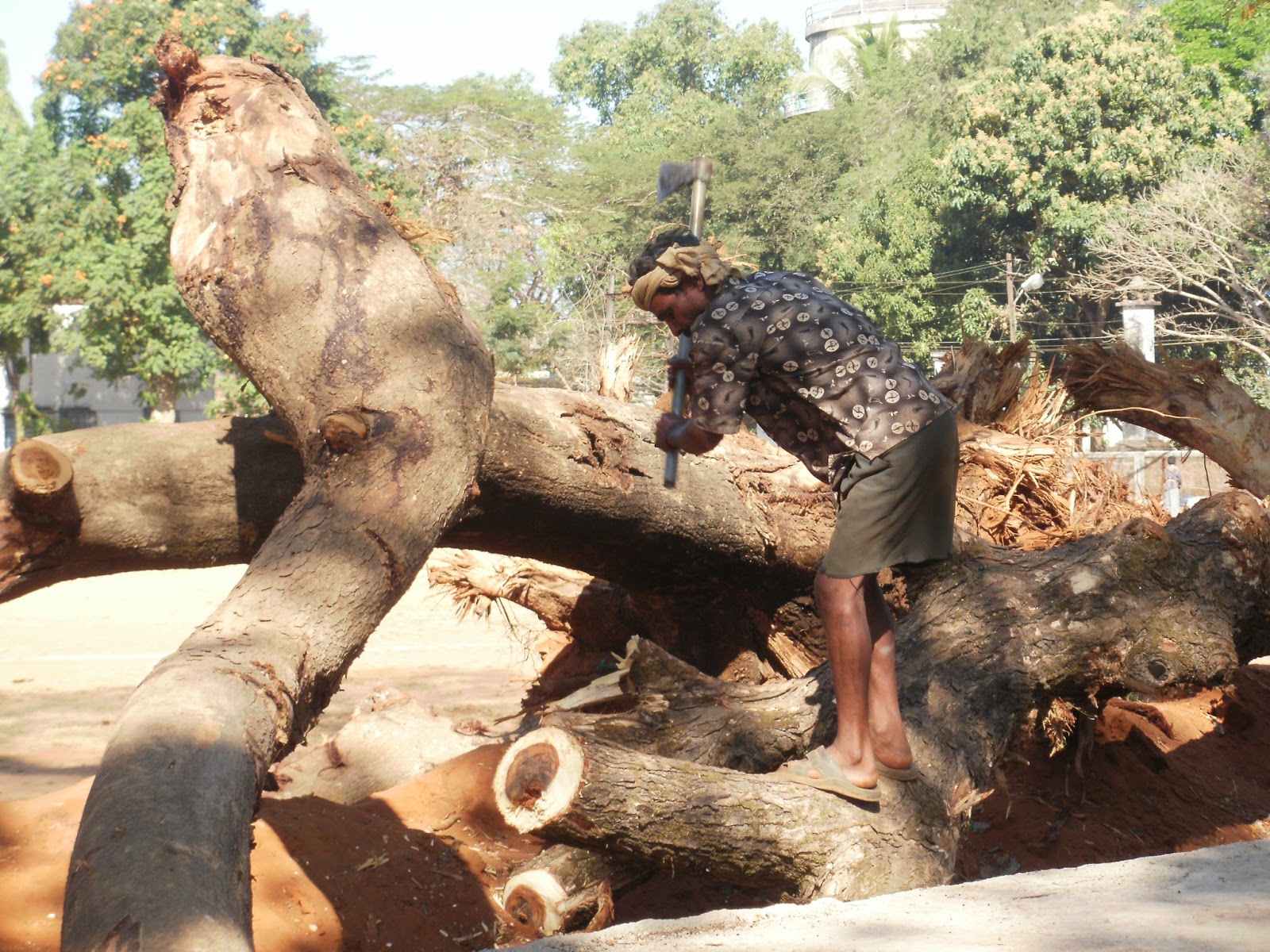 Trees cut for highway eNidhi India Travel Blog