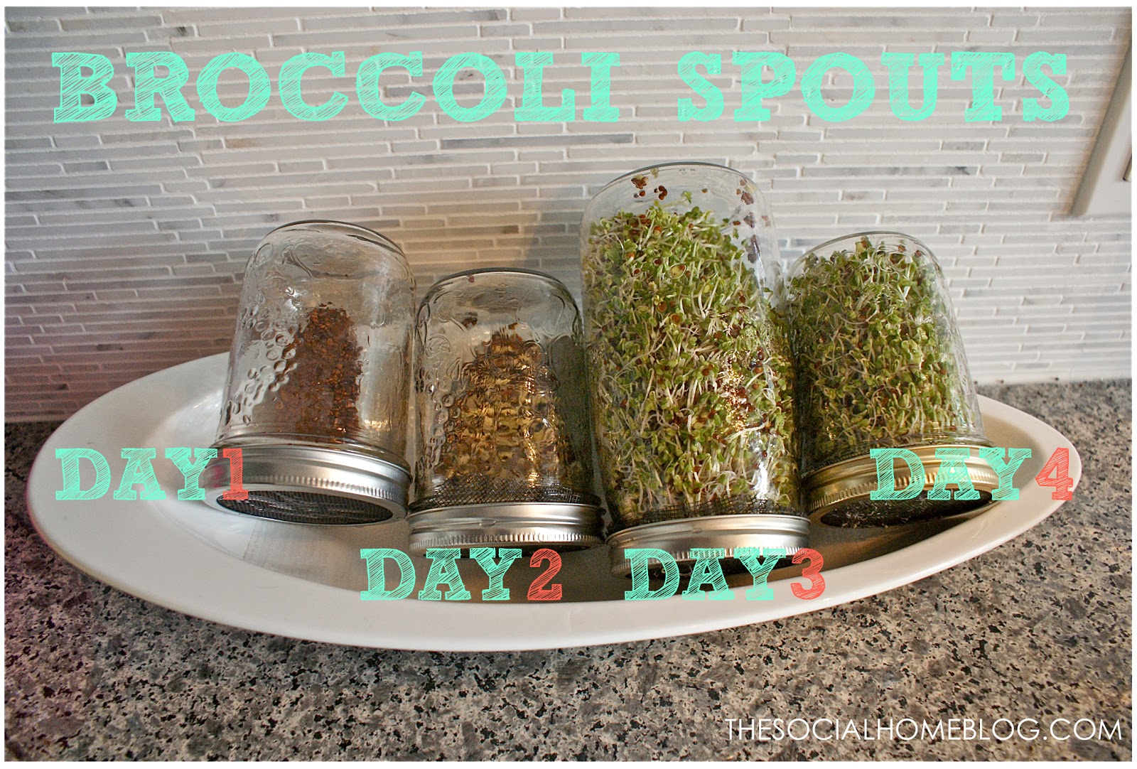 Healthy Home Growing Greens to Save Some Green