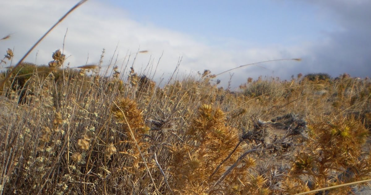 Joel kontinen The Fossils of Thorns and Thistles A Nightmare for