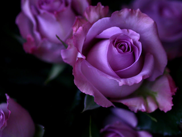 Purple Roses Wallpaper - Best HD Wallpapers