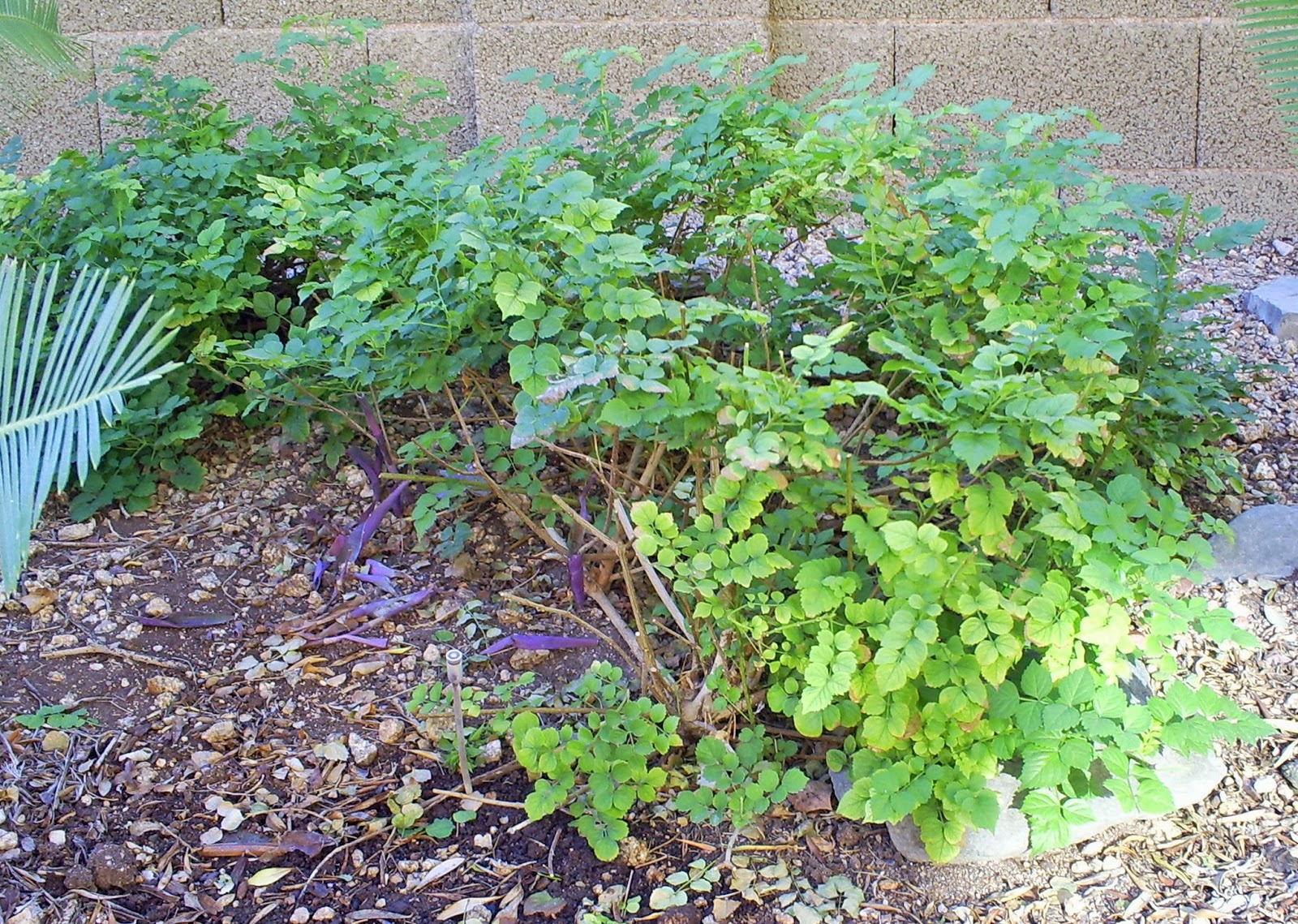 Brad's Tropical Paradise Why your cape honeysuckle isn't blooming