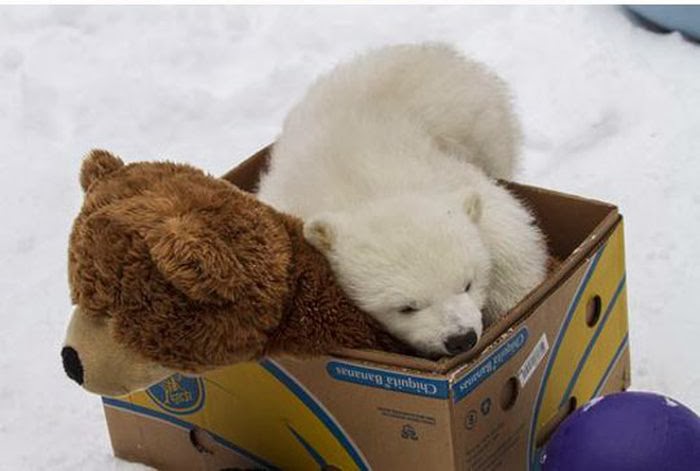 polar bear vs teddy