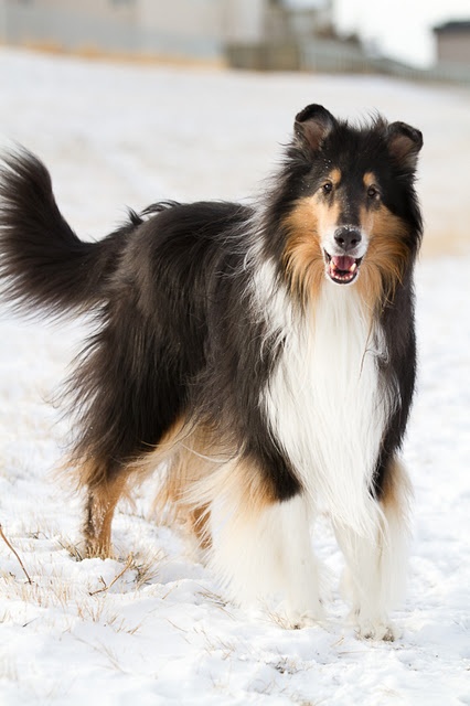 loyal breeds pet s we loyal breeds pet s we
