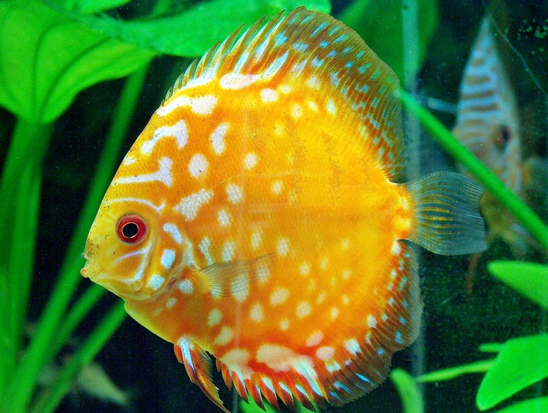 Ikan Discus Dalam Aquascape Akuarium Ikan Hias