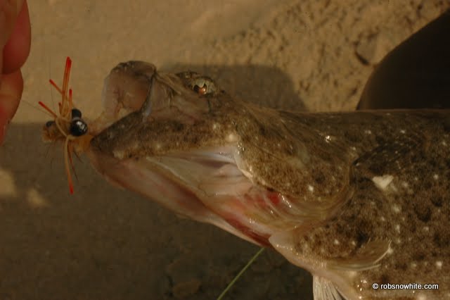 Turneffe crab halibut