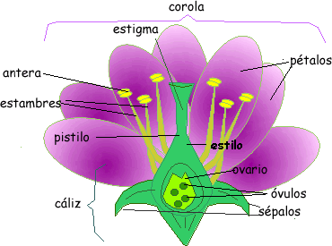 ESTRUCTURA DE UNA FUNCION estructura de una funcion: