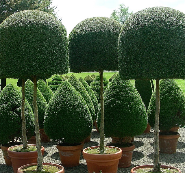 The French Tangerine topiary love