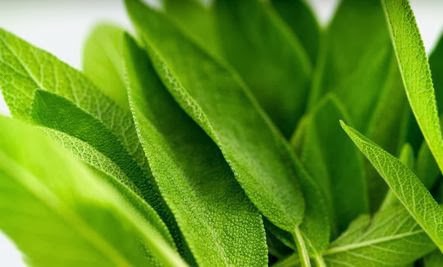 Sage Pesto (Recipe) Sage Pesto (Recipe) - green leafs plants