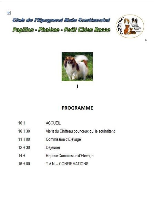 club rencontre pour chien