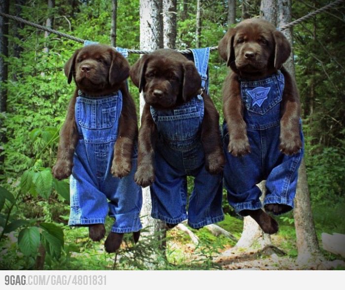 4LAUGHandSMILE Humourus, Abstract, Surreal, Animals, Plants, Nature