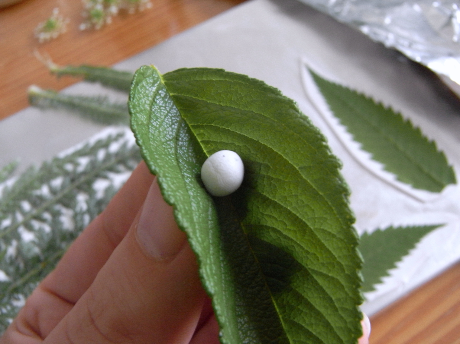 saraccino Shiny leaves polymer clay, new molds and how to make them