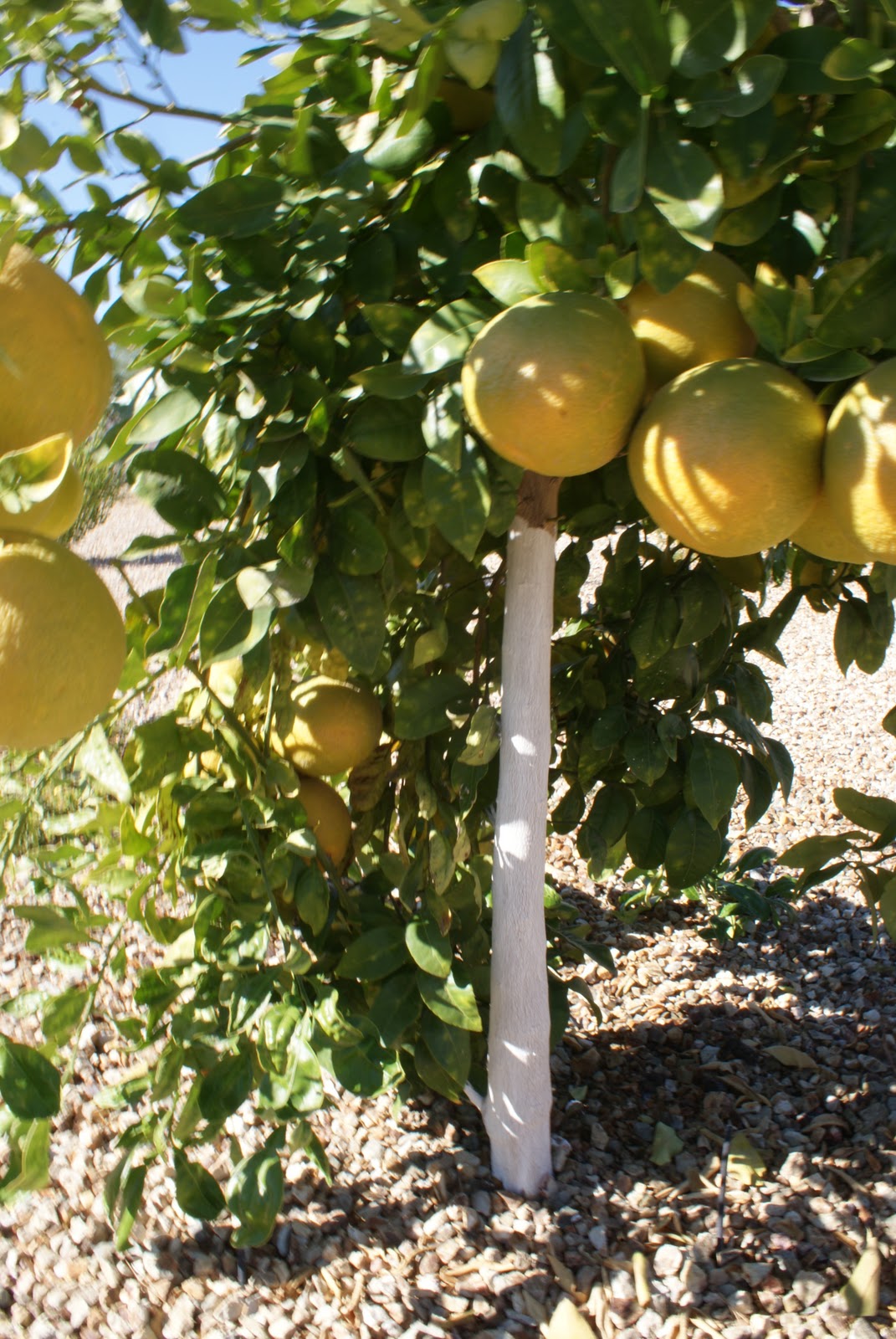 Day By Day Harvesting Citrus