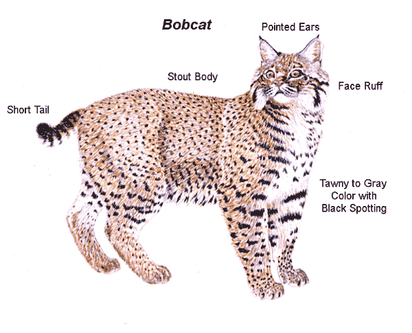 Bobcat predators picture