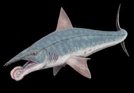 Helicoprion