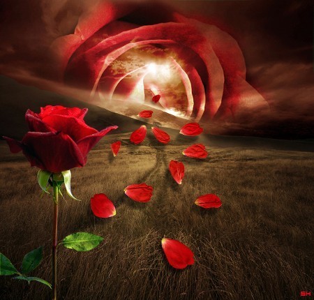 flowers-Rose-King-of-the-Flower-flowers-FlorileMele-R