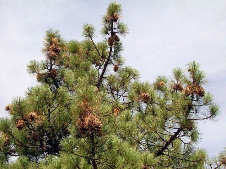 Coulter pine with pineapple-sized cones