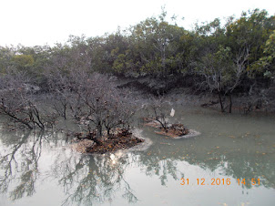 Cruising along the Sundarbans Tiger reserve.