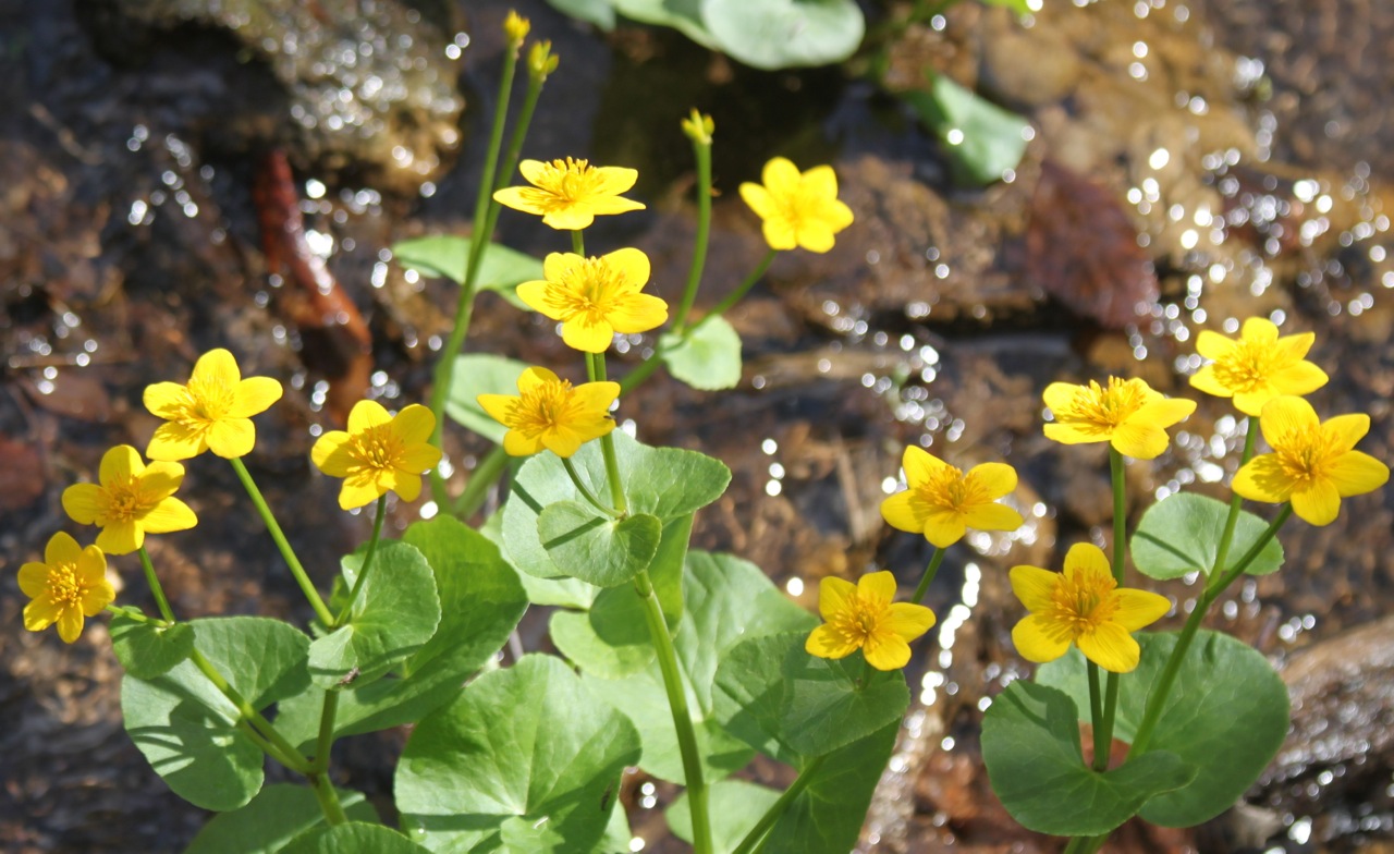 Kalamazoo Seasons March Wildflowers