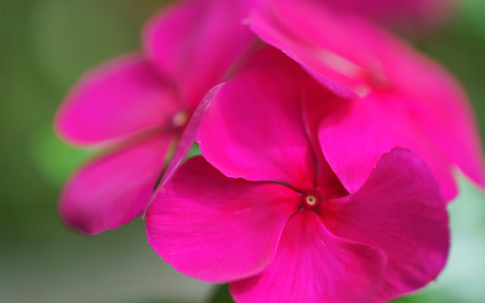 flower wallpaper hd new all new wallpaper hd beautiful flower wallpapers flower wallpaper hd new all new wallpaper hd beautiful flower wallpapers