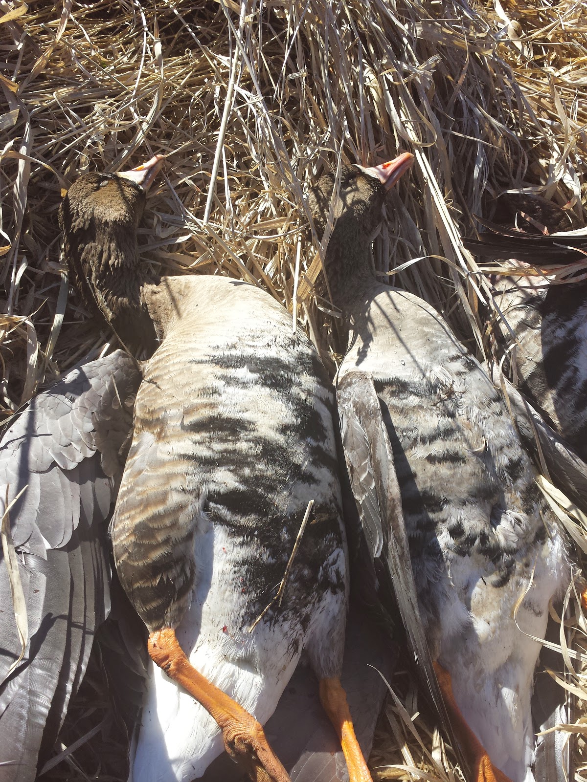 Klamath Basin and Rogue Valley Hunting Southern Oregon Blacktails