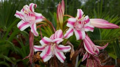 Planta