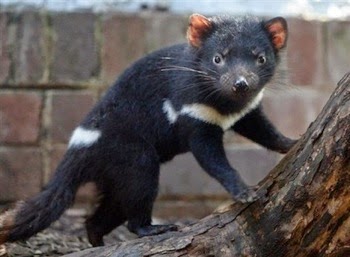 tasmania emblem tasmanian animal animals let australia