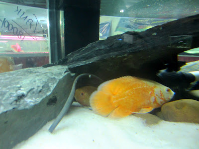 Red Sevrum Albino Cichilds Red Sevrum Albino Cichilds