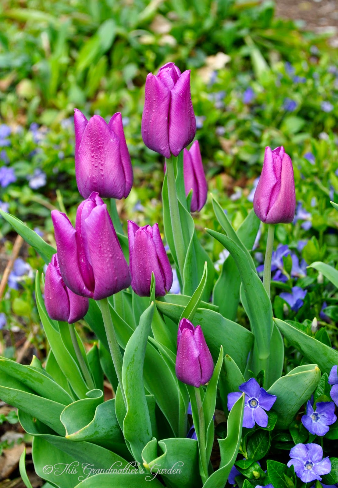 This Grandmother's Garden Spring Blooms!