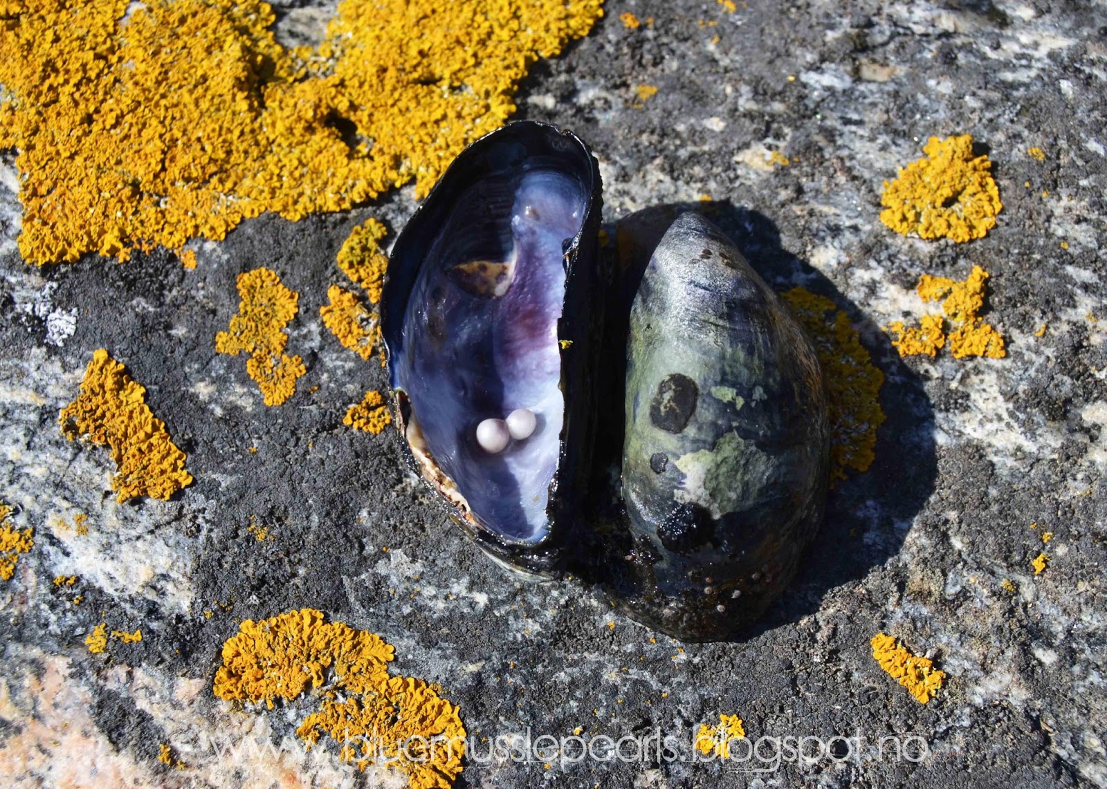 Blue Mussel Pearls