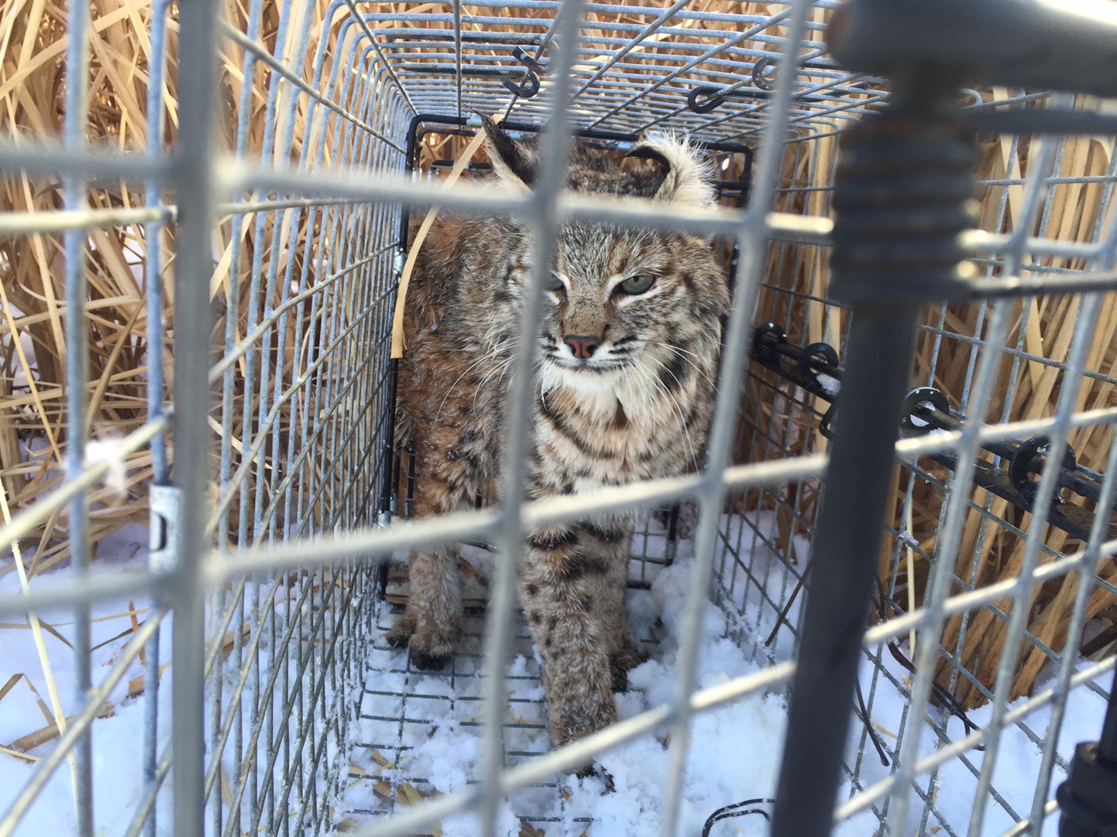 Comstock Cage Traps, In Action on the Line January 2016