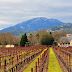 Napa Valley, Personalized: Benessere Vineyards, Trivium Wine, Hotel Luca