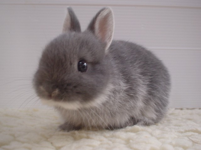 Fluffy_bunny.jpg