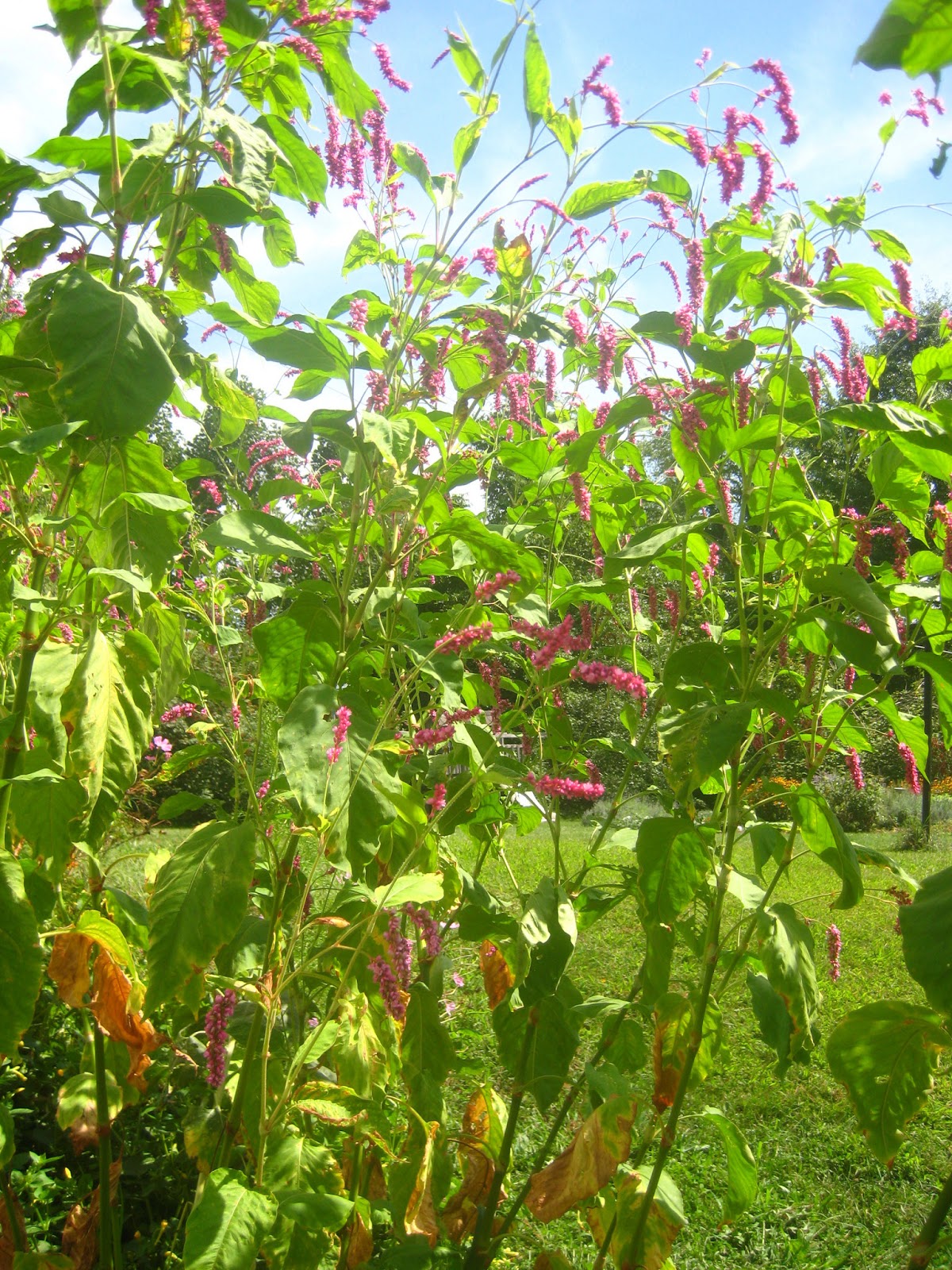 Meadow Muffin Gardens Farmer's Almanac's Planting Calendar