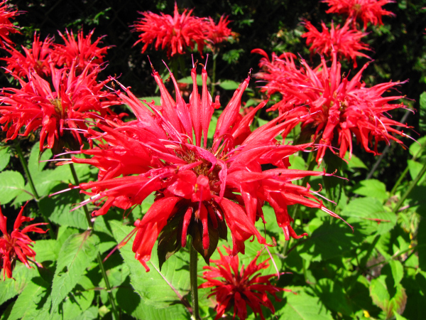 bee balm plant zone bee balm plant zone
