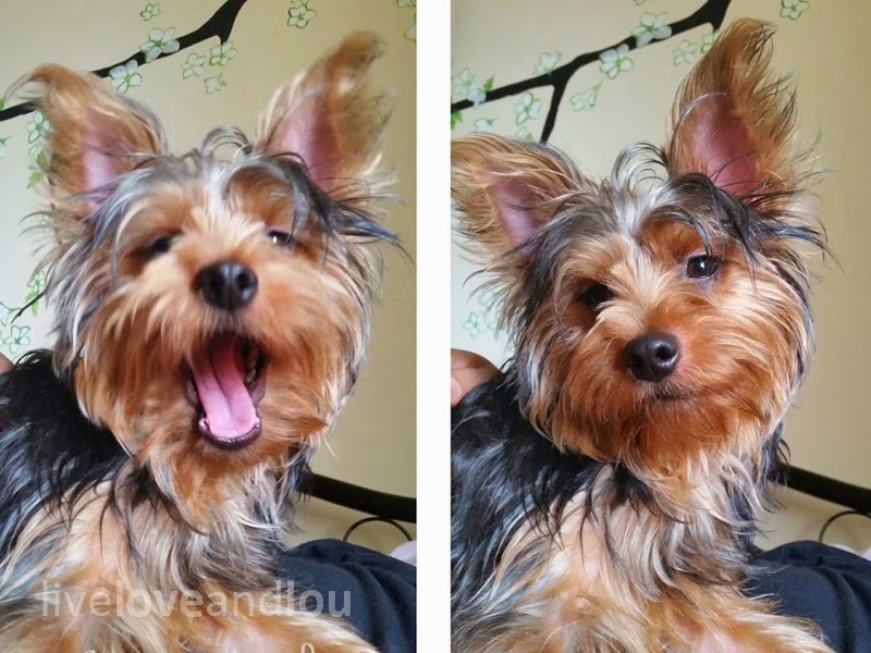 Pets in Qatar About Dog Parenting In A NotSoDogFriendly Country