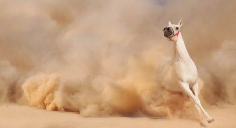 BE%2Bhorse%2Bdust%2Bstorm%2B2%2BDP.jpg