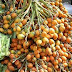 Raising of Minimum Import Price (MIP) on import of Areca nuts