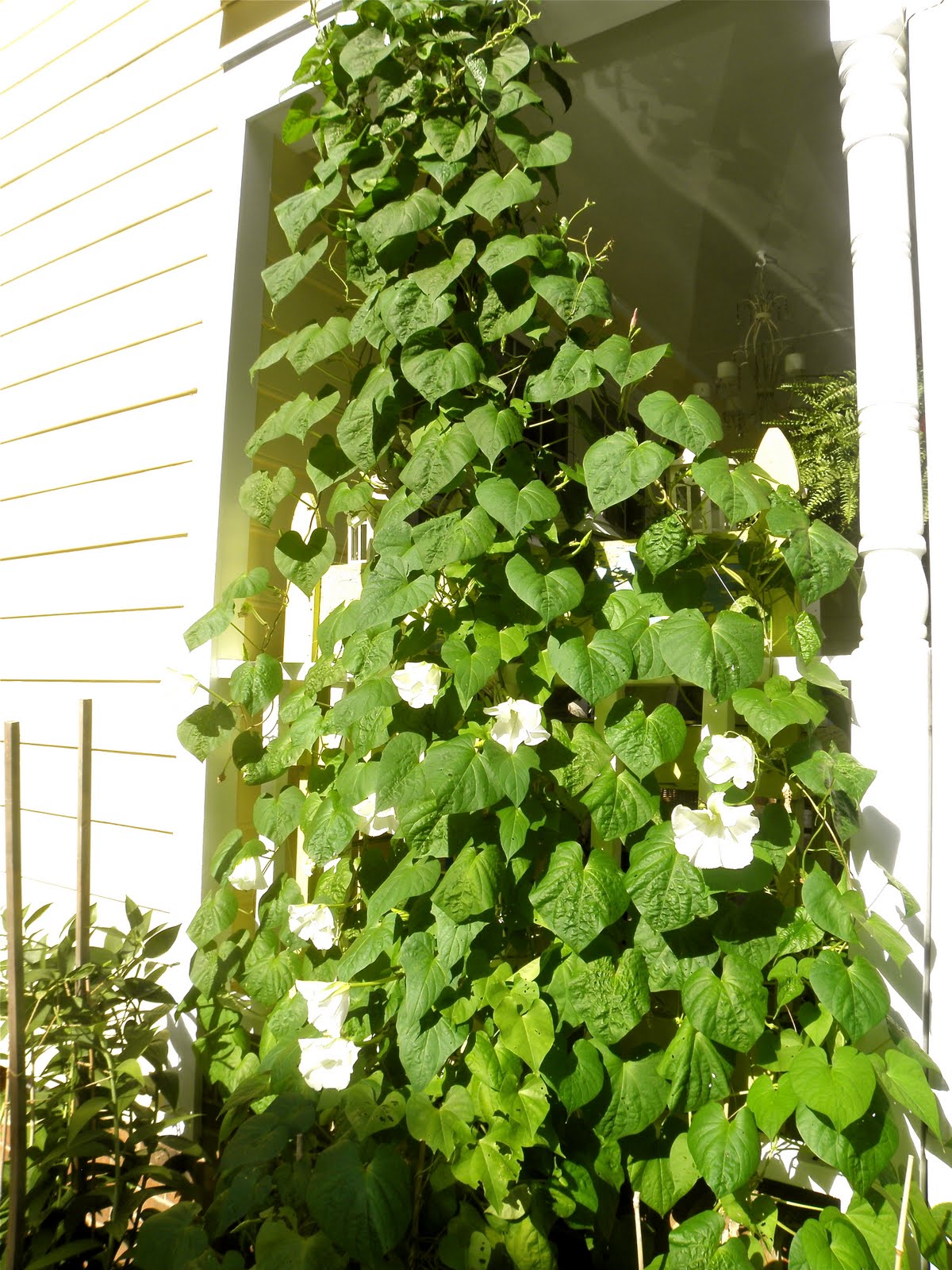 A Breath of Fresh Air Sunday and Moonflowers..............