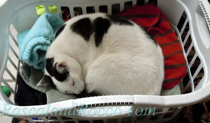 lurking laundry basket when laundry strikes back rascal and rocco