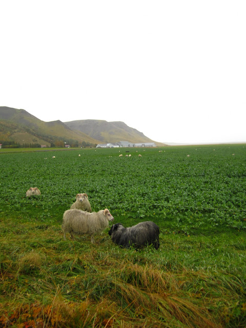Scenery on The Golden Circle in Iceland sheep in meadow. Scenery on The Golden Circle in Iceland sheep in meadow.