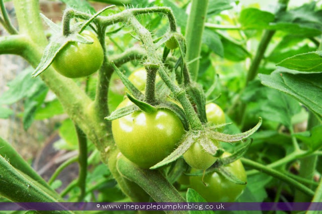 Grow Your Own Fruit & Veggies at The Purple Pumpkin Blog Grow Your Own Fruit & Veggies at The Purple Pumpkin Blog