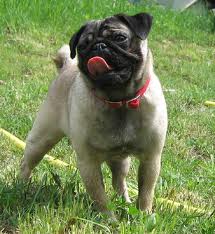 Il Carlino