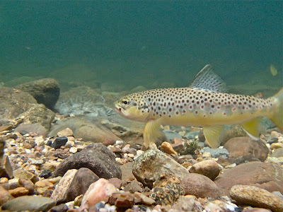 Underwater Brown Trout