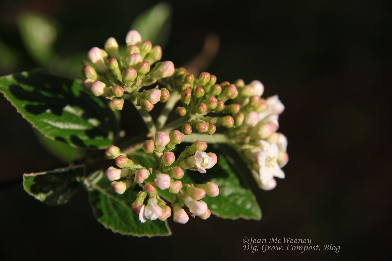 Astrid S Garden Design Viburnum