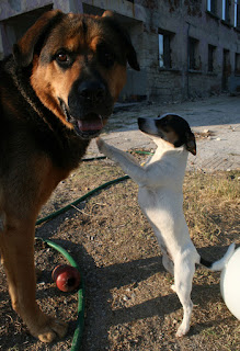 Louise and Rambo Louise and Rambo