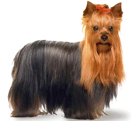 Yorkshire Terrier puppy cut pictures,dog breed images,photos,images 