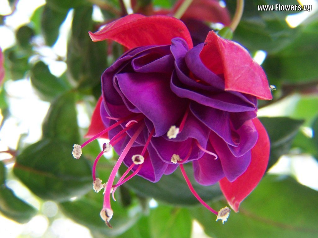new world fuschia picture forwarded by cynthia abegail new world fuschia picture forwarded by cynthia abegail