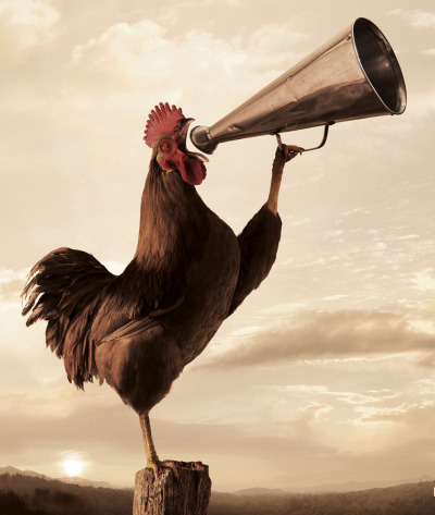 [Imagen: rooster-crowing-resize.jpg]