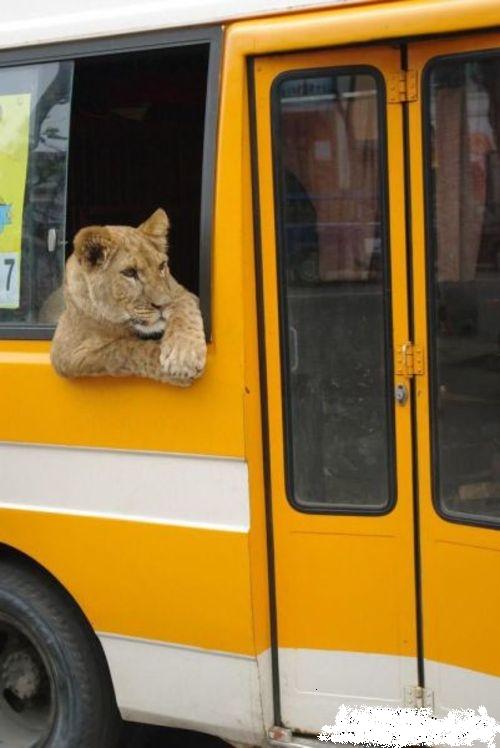 Casual Lion