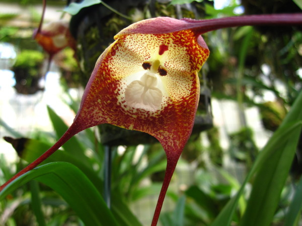 Orquídea Macaco tem cara de macaco